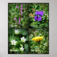 Pretty Edible Weeds poster