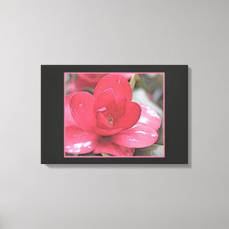 Pretty, elegant pink camellia flower. canvas print
