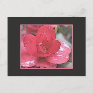 Pretty, elegant pink camellia flower postcard
