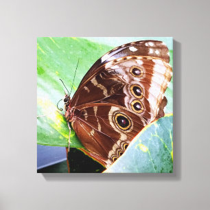 pretty eye butterfly moth brown tan bug nature canvas print