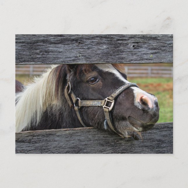 Pretty Face Donkey Postcard (Front)