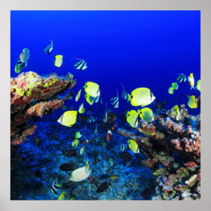 Pretty Fish And Coral Reef Poster