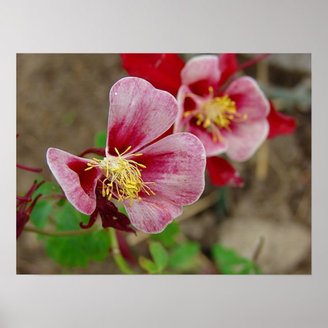 Pretty Flower Poster (Front)