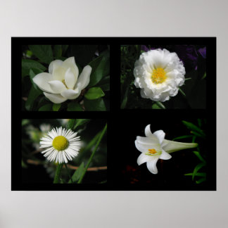 Pretty Flowers Collection White Poster