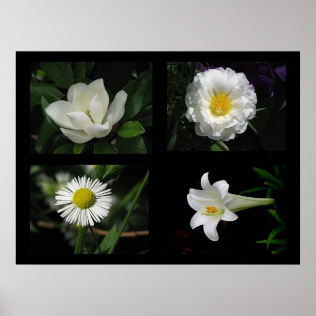 Pretty Flowers Collection White Poster (Front)