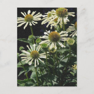 Pretty Flowers Postcard