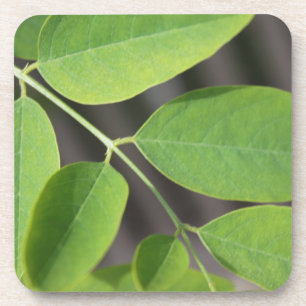 Pretty fresh green summer ash tree leaves. coaster