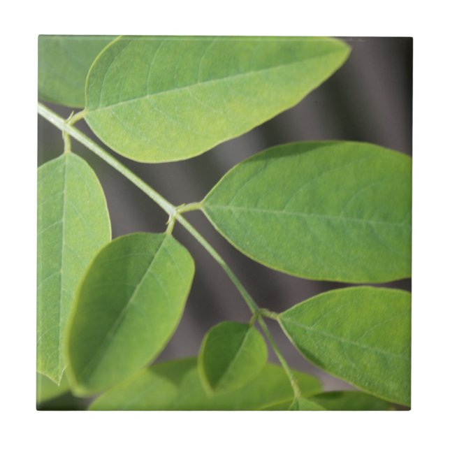 Pretty fresh green summer ash tree leaves. tile (Front)