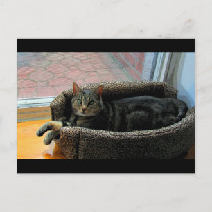 Pretty Girl Indigo CB Postcard