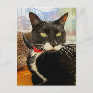 Pretty Girl Lucy Postcard