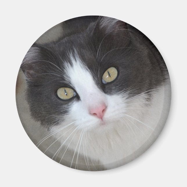 Pretty gray and white cat magnet (Front)