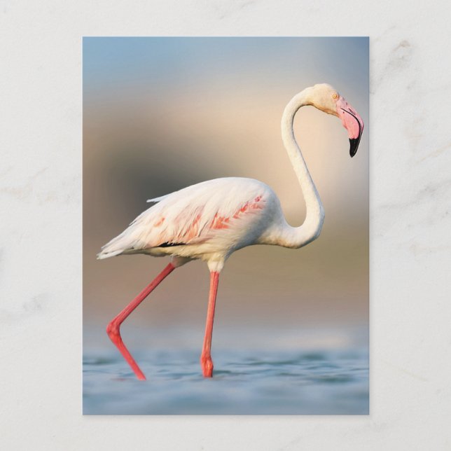 Pretty Greater Flamingo Postcard (Front)