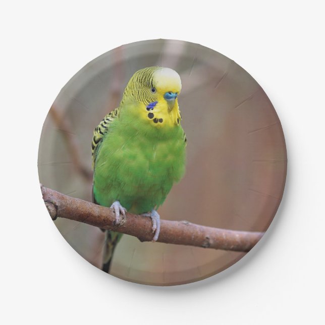 Pretty Green Budgie Photo Paper Plate (Front)