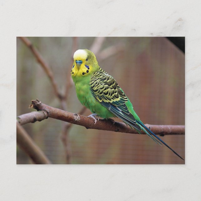 Pretty Green Parakeet Photo Postcard (Front)