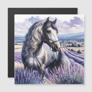 Pretty Grey Horse Standing in Lavender