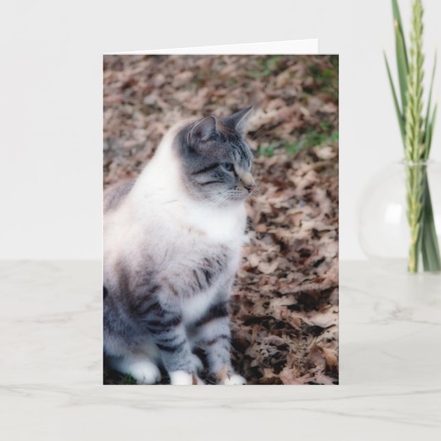 Pretty Grey Kitty All Occasion Greeting Card (Front)