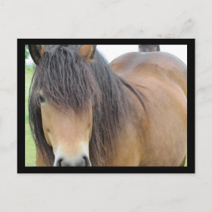 Pretty Horse Postcard