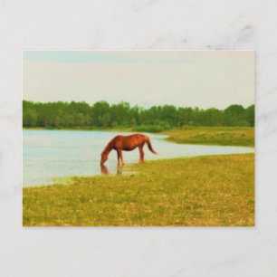 Pretty Horse Postcard
