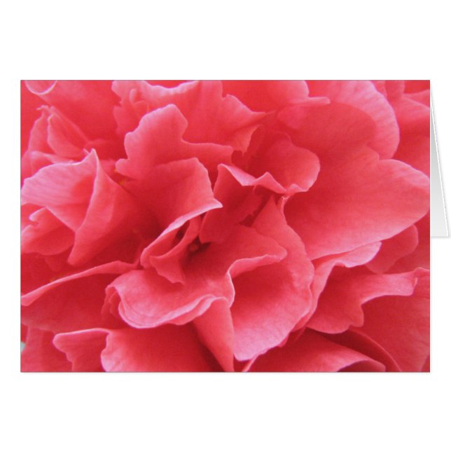 Pretty in Pink (Front Horizontal)