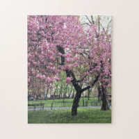Pretty in Pink Cherry Blossom Tree NYC New York