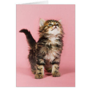 Pretty in Pink Kitten