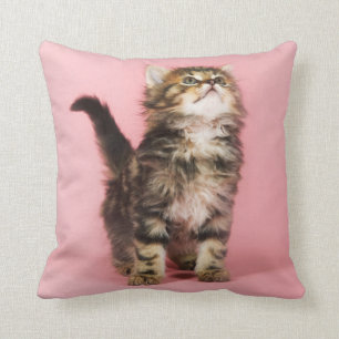 Pretty in Pink Kitten Cushion
