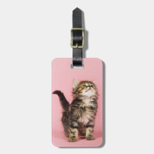 Pretty in Pink Kitten Luggage Tag