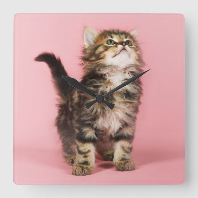 Pretty in Pink Kitten Square Wall Clock (Front)
