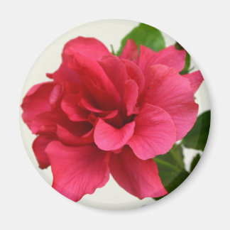 Pretty in Pink - Magnet