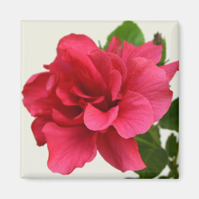 Pretty in Pink - Magnet (Front)
