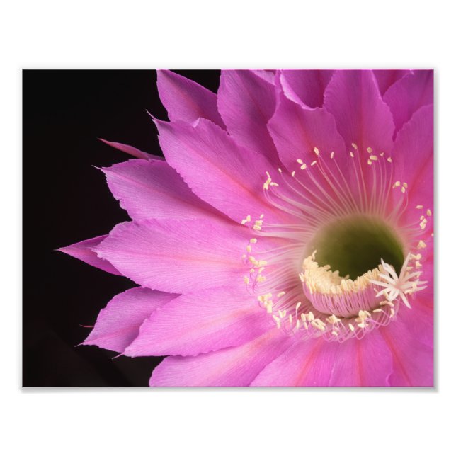Pretty in pink Maria Piazza Photo Print (Front)