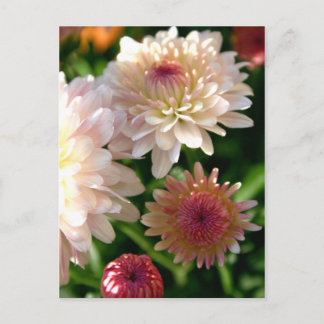 Pretty in Pink Postcard