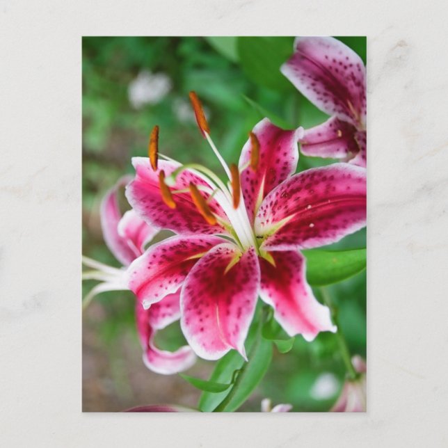 Pretty in Pink Postcard (Front)