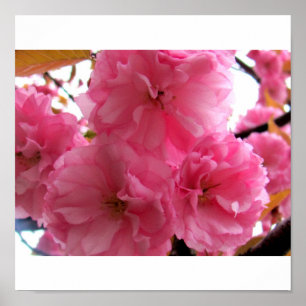 Pretty in Pink Poster