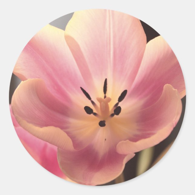 Pretty in Purple Tulip Sticker (Front)