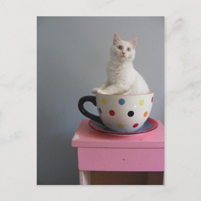 pretty kitten in plant pot postcard (Front)
