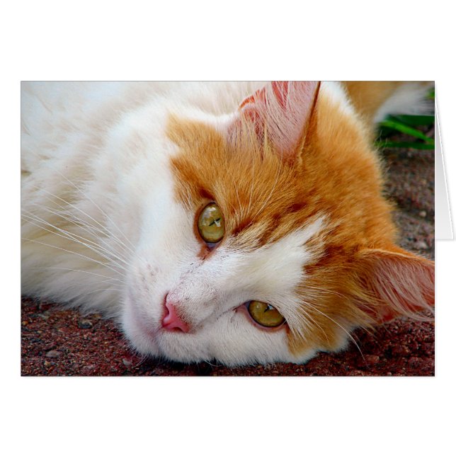 Pretty Kitty (Front Horizontal)