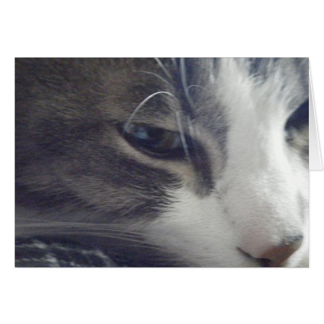 Pretty Kitty (Front Horizontal)