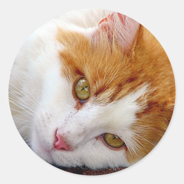 Pretty Kitty Classic Round Sticker (Front)