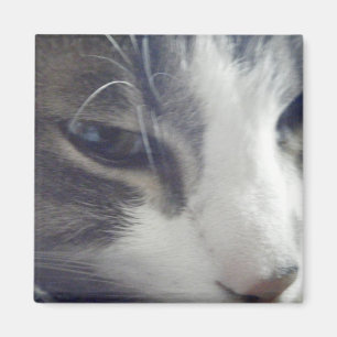 Pretty Kitty Magnet