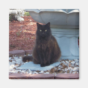 Pretty Kitty Magnet