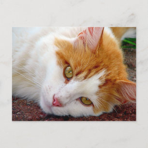 Pretty Kitty Postcard