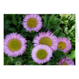 Pretty Lavender Erigeron Flowers