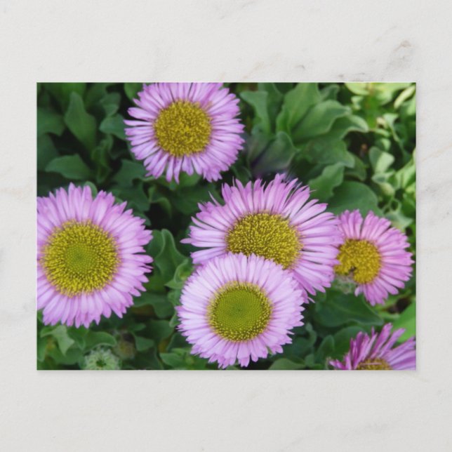 Pretty Lavender Erigeron Flowers Postcard (Front)