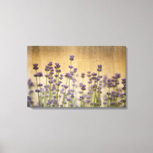 Pretty Lavender Flowers Canvas Print