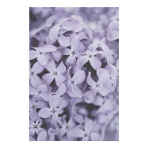 Pretty Light Purple Lilac Flower Blossoms Floral Poster