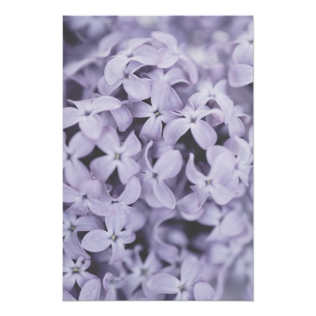 Pretty Light Purple Lilac Flower Blossoms Floral Poster (Front)