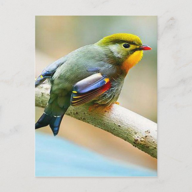 Pretty Little Bird Postcard (Front)