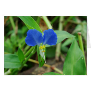 Pretty Little Blue Flower