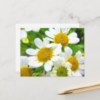 Pretty Little Lawn Daisy Flowers in Sunshine
